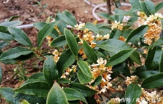 扦插|9月养桂花,一夜间十里飘香!选些枝干扦插,30天就能移栽