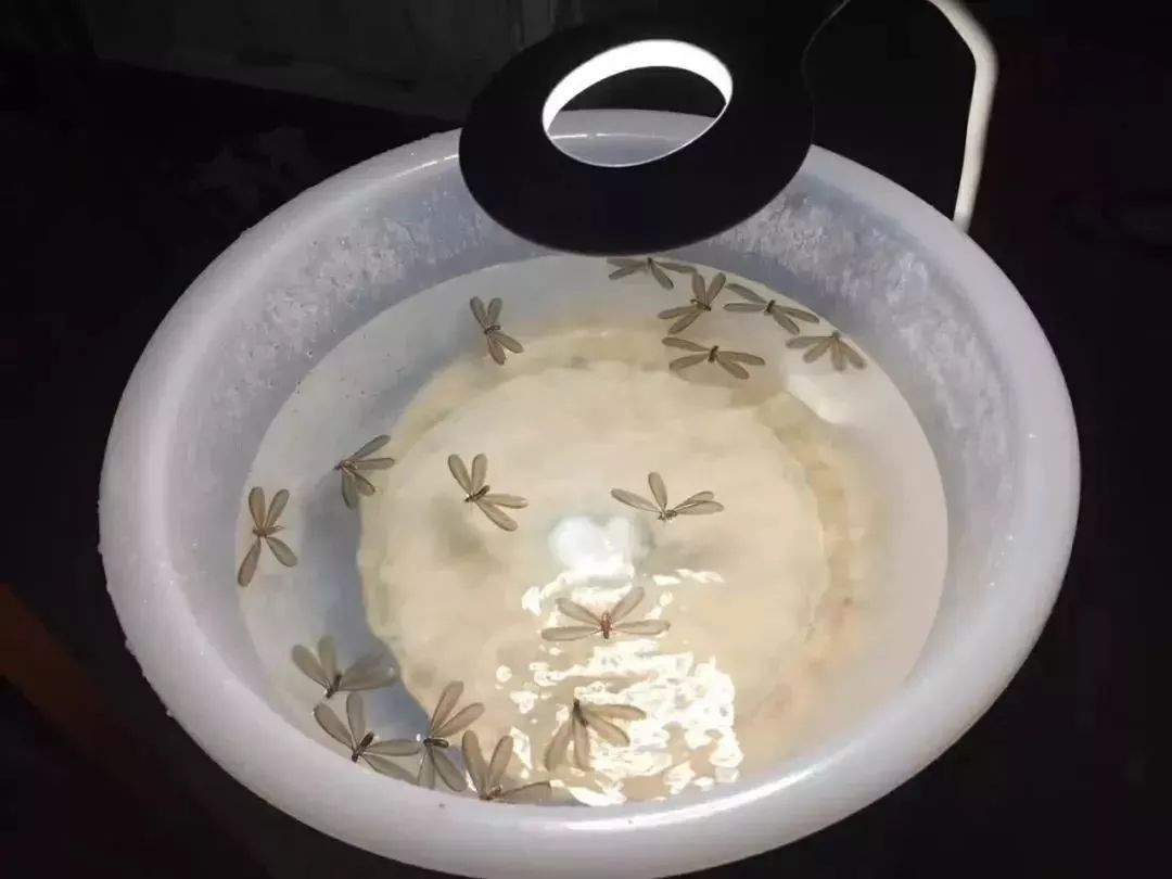  暴雨|头皮发麻！暴雨过后，多处出现小飞虫！