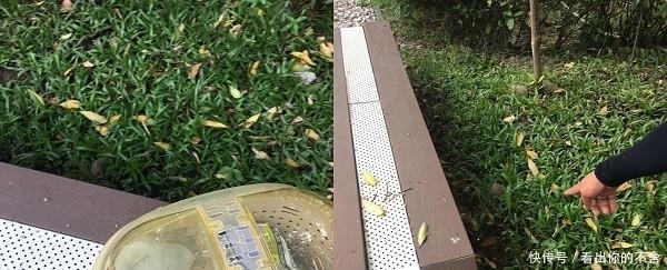  进外|虎斑猫被装进外出笼丢草堆曝晒，当时户外温度竟高达37度！