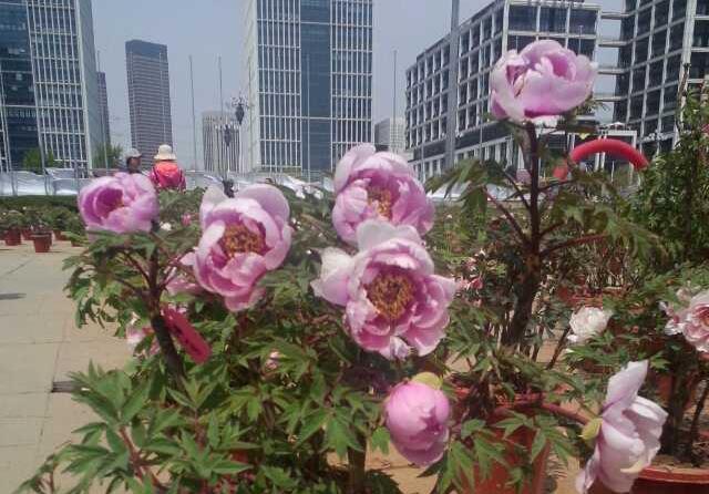 岳父母都|女婿给岳父母养老是趋势，3个女婿：有时是岳父母不习惯