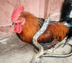 搞笑|搞笑GIF：和死神赛跑的人，这个必须要点赞！