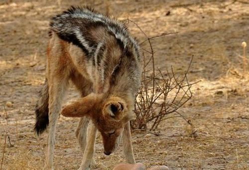 攻击|胡狼捕食毒蛇,毒蛇不用毒牙攻击,反而缩成一团保护蛇头