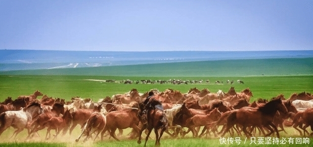 马匹|你知道打马印是什么吗？为何蒙古草原的马有烙印？长见识了