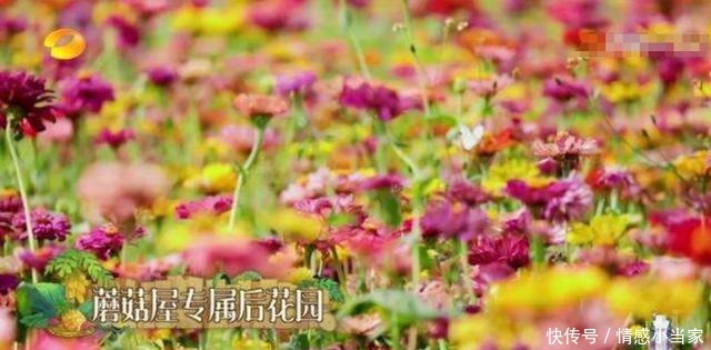 向往|《向往4》拍收官合影,黄磊何炅都不站C位,看到C位的人选好感动