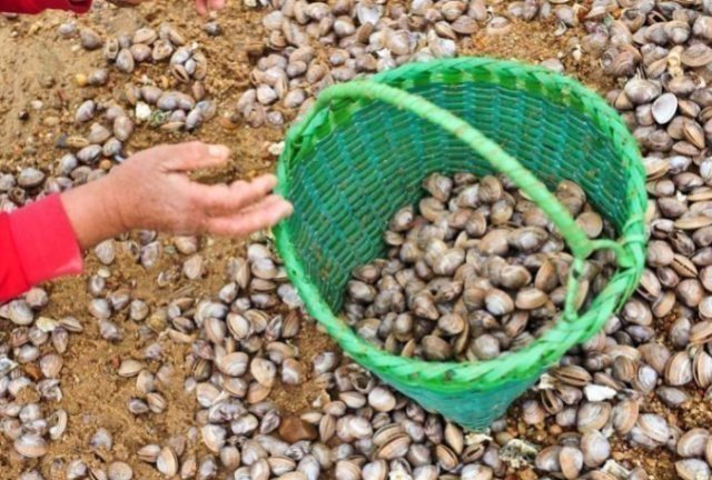 需靠|海边这种野味以前能捡一麻袋,如今吃的人越来越多,需靠人工养殖
