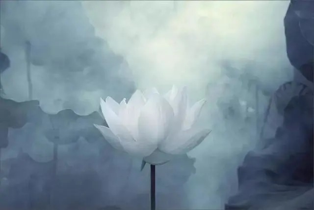  莲花|一个老外拍的荷花，惊艳