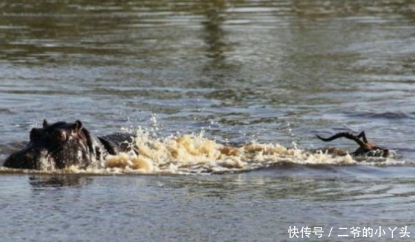 羚羊|逃跑的羚羊, 却成为了水里的守护神