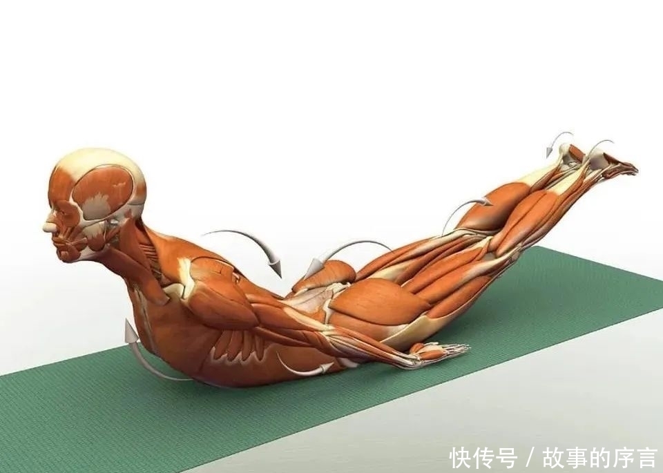  正位|28个常见瑜伽体式解剖图，正位、发力一目了然（收藏级！）