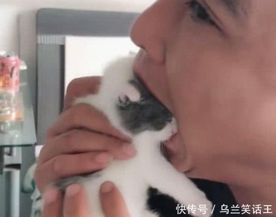 妈妈|主人抓住小奶猫拼命往嘴里塞 猫妈妈的表情瞬间亮了