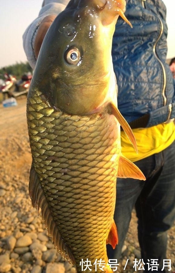 鲤鱼|鲤鱼在南方一文不值,几乎没人吃,白送也不要,你知道为什么吗?