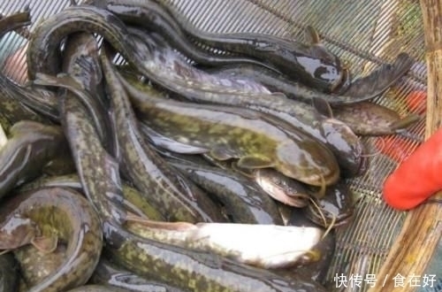 营养价值|它是被“误解”最多的鱼,一斤只要8元,营养价值不比甲鱼差