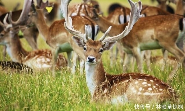 进来|关于鹿的饲养管理与技术，你了解多少，不妨进来看看