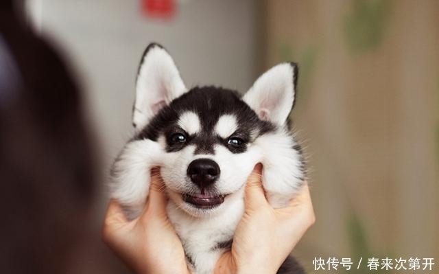  吸引|哈士奇众所周知的几个“优势”，哪点吸引了你