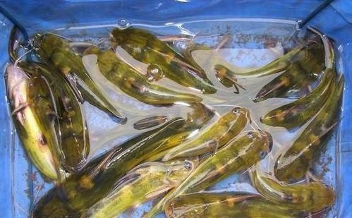 难吃|不管炖什么鱼,都不要放这“两种调料”,否则鱼很腥很难吃