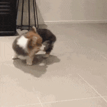 GIF|搞笑GIF:跟着这妹子二里地了,我该怎么上前打招呼呢