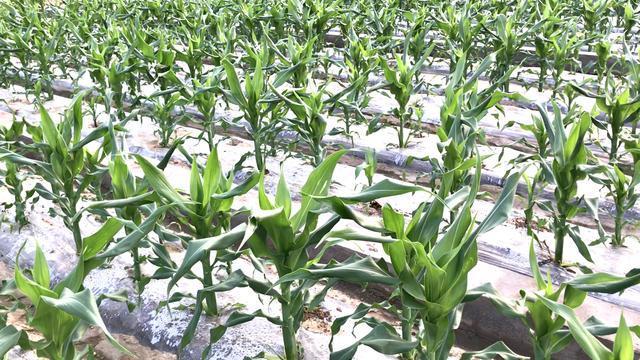  回事|农民种玉米，跟邻居使用同样的生长调节剂，产量少300斤，咋回事