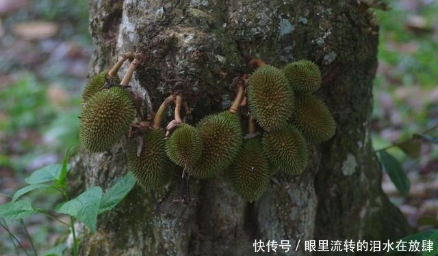 哪种|水果界的“李佳琦”,吃遍3000多种水果,哪种最好吃