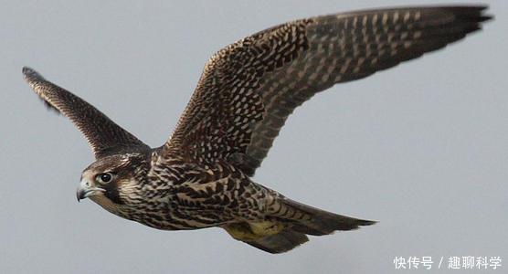 猛禽|猛禽中的最强战斗机,没有之一,俯冲时速达300千米超过飞机