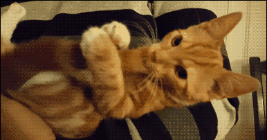 节目|搞笑GIF:这是一个很辣的节目