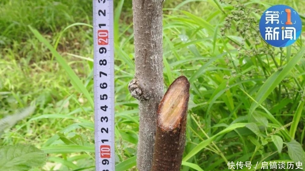 猕猴桃|记仇十年!男子雨夜砍毁600多棵猕猴桃树报复同村村民