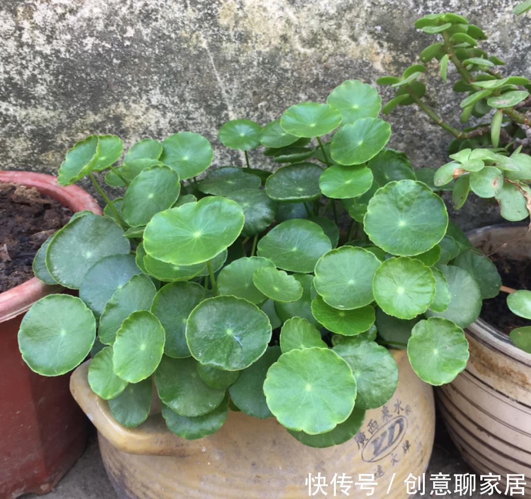  绿萝|绿萝还好养的花，整盆丢水里，泡3天也不会死！