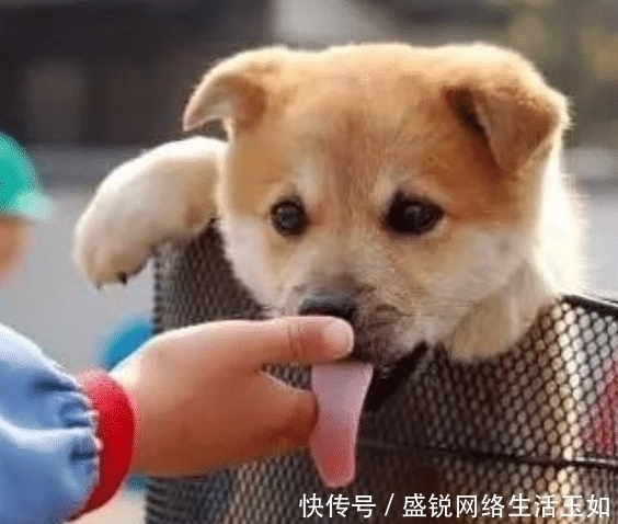  狗狗|原来狗狗舔主人的手，是在告诉你这几件事，看完恍然大悟
