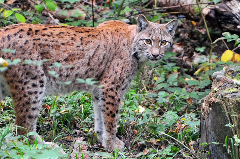  野猫|濒临灭绝物种 · 小型猫科动物 —— 野猫
