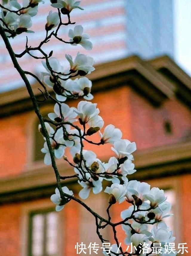 晓园|晓园百花开,蝴蝶应梦来。