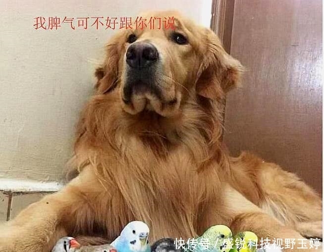 岔气|被金毛带大的小鸟, 主人临时出门让金毛照顾, 回来时看到笑岔气