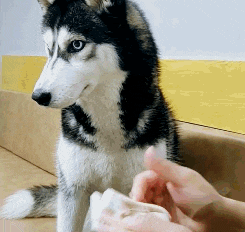 搞笑|搞笑GIF:当孩子第一次发现自己是狼人