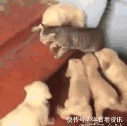 简直|2岁还没有立耳的德牧,这反差简直太萌了!