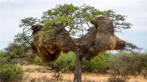 重量|世界上最大鸟巢:重量达一吨,拥有1000个鸟蛋,为何没人敢去掏?