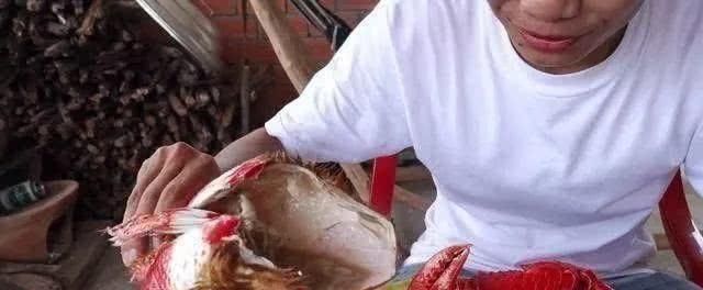 螃蟹|小伙买了一只4斤重的“大螃蟹”,煮熟后打开螃蟹盖瞬间被激怒了