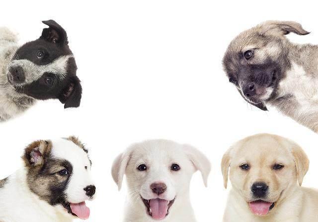  咬伤|怎么办？孩子被宠物咬伤了！