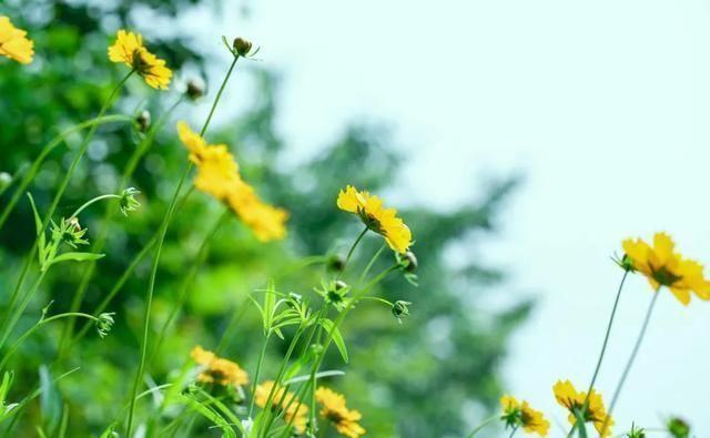 三暑|小暑，“上蒸下煮”，最热天气正在赶来“三暑”“三伏”究竟有啥联系