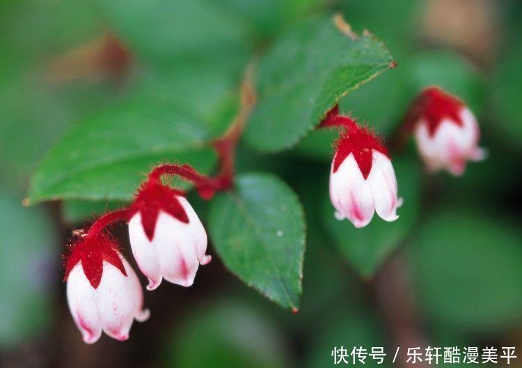 倍增|未来一年好运精彩纷呈,财门广开、福气倍增,日子既富又贵的生肖