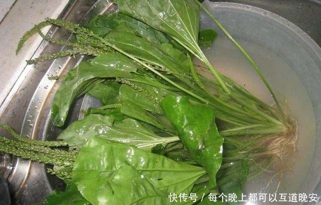 常见|农村路旁常见的车前草,竟然成了宝贝,它究竟有什么作用?