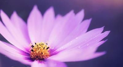 富贵|农历这几天出生的人,天生富贵享福命,令人羡慕