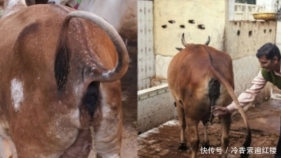 印度|男子去印度游玩,品尝了当地的饮料,得知原料后狂吐!