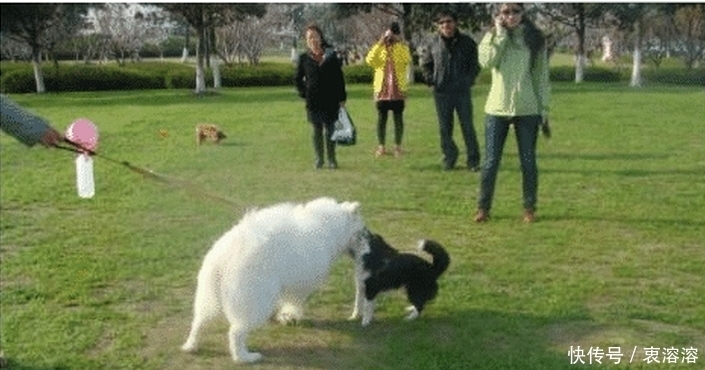 刘某|男子出门遛狗，因心生疑惑返回家中捉奸：不料遛狗不成反被“狗”遛！