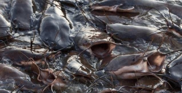 印度恒河里|印度人不吃猪肉, 也不吃牛肉, 连鱼肉都很挑, 那印度人吃什么肉