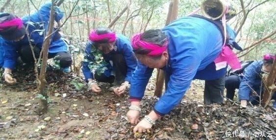 茶果|这种“油果子”,烂在地上的也有人要,碾压打磨,成品上百元一斤