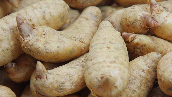  希望|天麻栽培技术，种植技术分享，希望能够帮助你