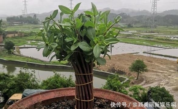  夏季|夏季在家盆栽植物担心养不好？不如选这3款，天热照样好养活