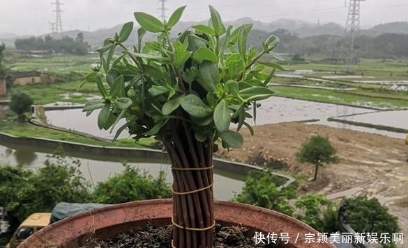 夏季|夏季在家盆栽植物担心养不好?不如选这3款,天热照样好养活