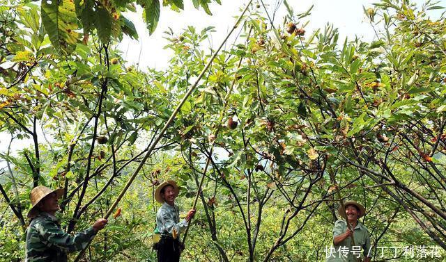 丰满|九月的板栗真当时,丰满多肉营养好,秋分时节板栗这样吃才是王道