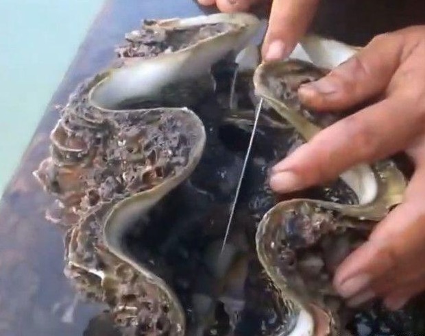 男子|男子深海潜水捞到巨蚌,打开后看到里面的东西