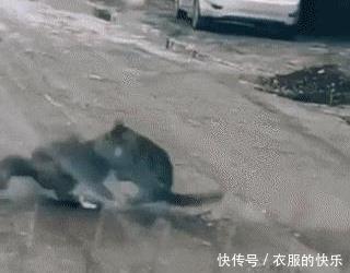 身经百战|“女生被教官惩罚做俯卧撑,网友评论尽显司机风采,哈哈哈这是身经百战啊”