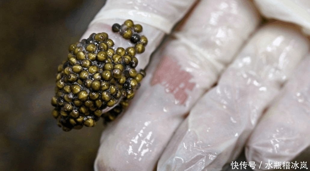 生产|富豪们最爱的食物之一, 价格昂贵, 生产过程却相当残忍