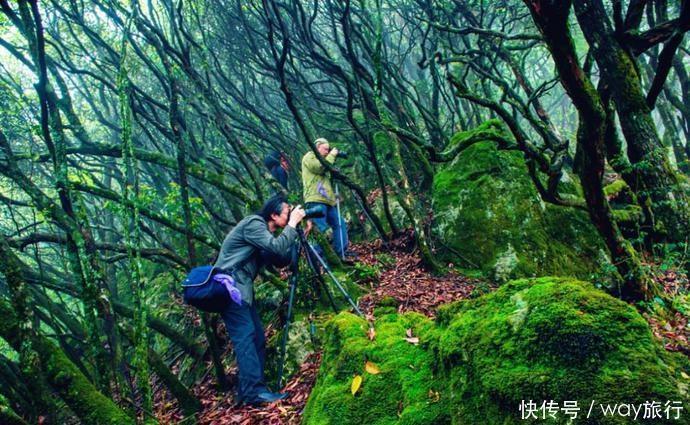森林|高温席卷的初夏,不如去这些堪比童话仙境的小众森林里乘个凉!